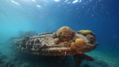 Karayip Denizi 'nin mercan kayalıklarında römorkörlü enkaz, Curacao