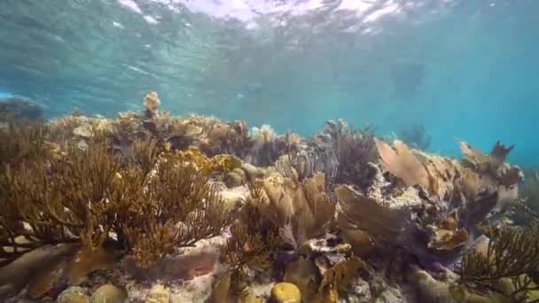 Paisaje Marino Con Varios Peces Coral Esponja Arrecife Coral Del — Vídeo de stock