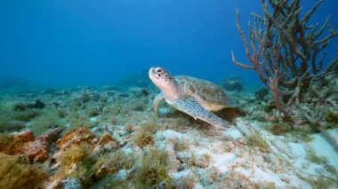 Karayip Denizi 'nin mercan kayalıklarında Yeşil Deniz Kaplumbağalı Deniz Burnu, Curacao