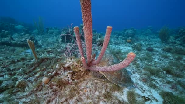 Zeegezicht Met Groene Zeeschildpad Het Koraalrif Van Caribische Zee Curacao — Stockvideo