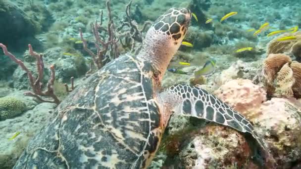 Laut Seascape Hawksbill Sea Turtle Coral Reef Caribbean Sea Curacao — Stok Video