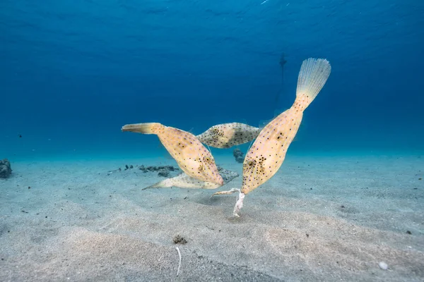 Seascape Filefish Coral Sponge Coral Reef Caribbean Sea Curacao — Stock Photo, Image