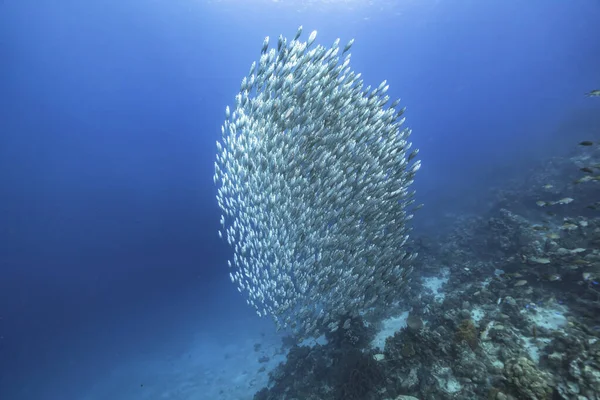 Seascape Bait Ball School Fish Coral Reef Caribbean Sea Curacao — стокове фото