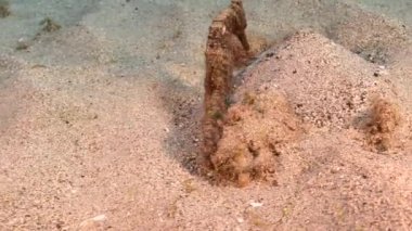 Karayip Denizi 'nin kumlu zemininde deniz atı ile deniz burnu, Curacao