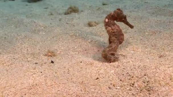 カリブ海の砂の地面にシーホースで海景 キュラソー島 — ストック動画