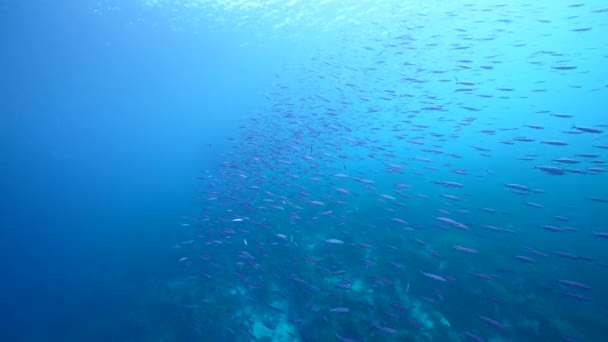 库拉索岛加勒比海珊瑚礁的海景和博加鱼群 — 图库视频影像