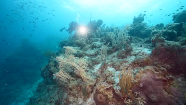 Mare Con Vari Pesci Coralli Spugne Nella Barriera Corallina Del — Video Stock