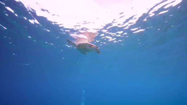 库拉索岛加勒比海珊瑚礁中的绿海龟海景 — 图库视频影像