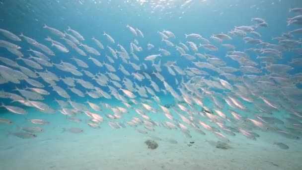 카리브 호초에 물고기 비트볼 물총새 — 비디오