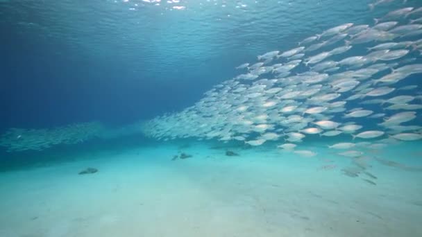Yem Toplu Deniz Burnu Karayip Denizi Nin Mercan Kayalıklarında Balık — Stok video