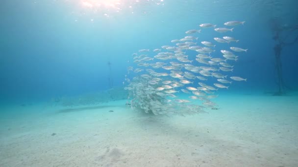 Zeegezicht Met Bait Ball School Fish Het Koraalrif Van Caribische — Stockvideo