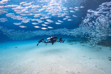 Yem Toplu Deniz Burnu, Karayip Denizi 'nin mercan kayalıklarında balık okulu, Curacao