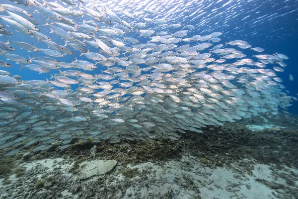 カリブ海のサンゴ礁 キュラソーの魚の群れ 餌球での海景 — ストック写真