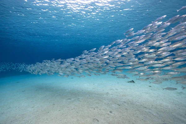 Yem Toplu Deniz Burnu Karayip Denizi Nin Mercan Kayalıklarında Balık — Stok fotoğraf