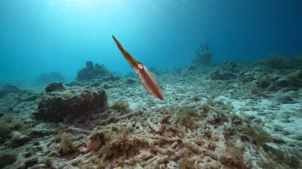 Zeegezicht Met Reef Squid Koraal Spons Het Koraalrif Van Caribische — Stockvideo