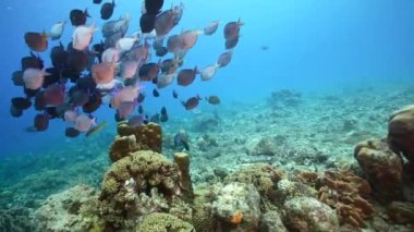 Balık Okullu Deniz Burnu, Karayip Denizi 'ndeki mercan resifinde cerrah balığı, Curacao