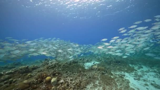 Havslandskap Med Betesboll Skola För Fisk Korallrevet Karibiska Havet Curacao — Stockvideo