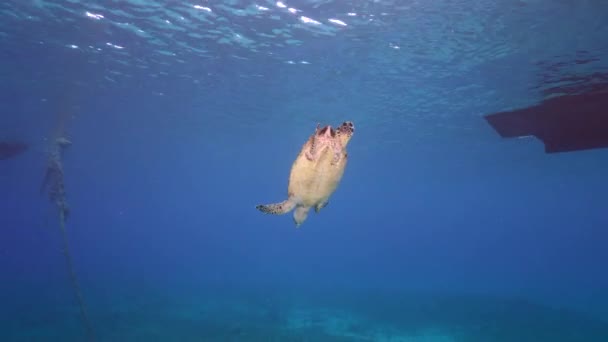 Seascape Hawksbill Sea Turtle Coral Reef Caribbean Sea Curacao — Stockvideo