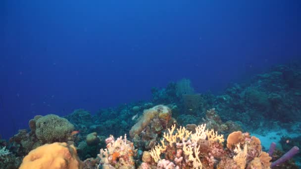 Przylądek Morski Różnymi Rybami Koralowcami Gąbką Rafie Koralowej Morza Karaibskiego — Wideo stockowe