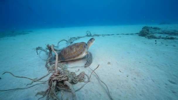 Seascape Green Sea Turtle Coral Reef Caribbean Sea Curacao — 图库视频影像