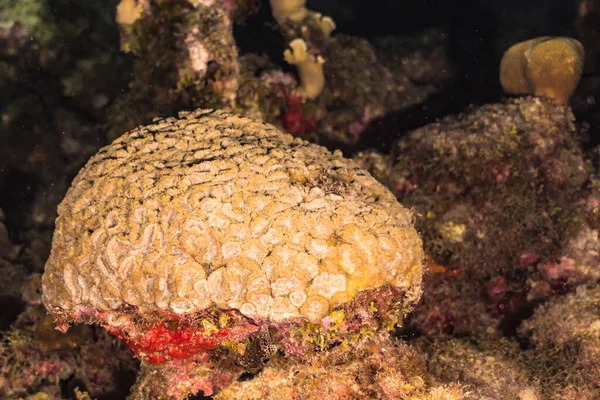 Night Seascape Coral Sponge Coral Reef Caribbean Sea Curacao — 스톡 사진