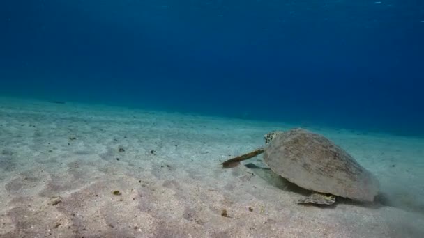 Seascape Green Sea Turtle Coral Reef Caribbean Sea Curacao — Stock video