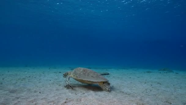 库拉索岛加勒比海珊瑚礁中的绿海龟海景 — 图库视频影像
