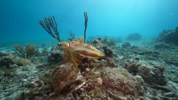 Przylądek Morski Kałamarnicą Rafową Koralowcem Gąbką Rafie Koralowej Morza Karaibskiego — Wideo stockowe