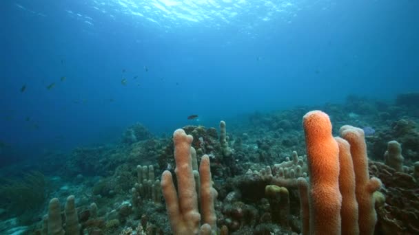 Karayip Denizi Nin Mercan Resifinde Çeşitli Balık Mercan Süngerle Kaplı — Stok video