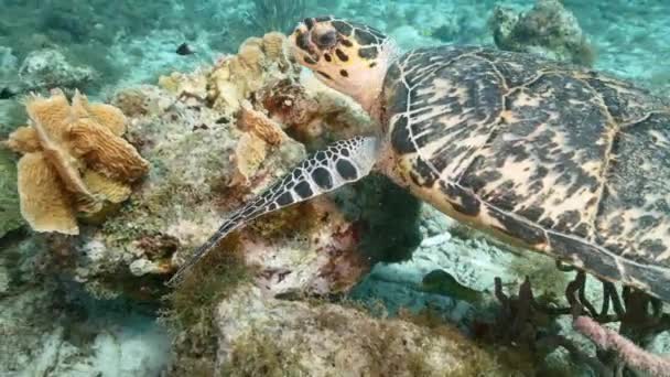 Przylądek Żółwiem Morskim Hawksbill Rafie Koralowej Morza Karaibskiego Curacao — Wideo stockowe