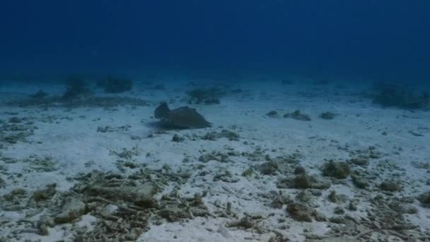 Paisaje Marino Con Stingray Del Sur Las Aguas Poco Profundas — Vídeos de Stock