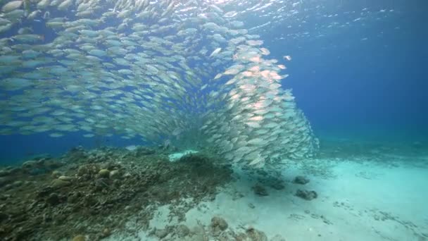 Zeegezicht Met Bait Ball School Fish Het Koraalrif Van Caribische — Stockvideo