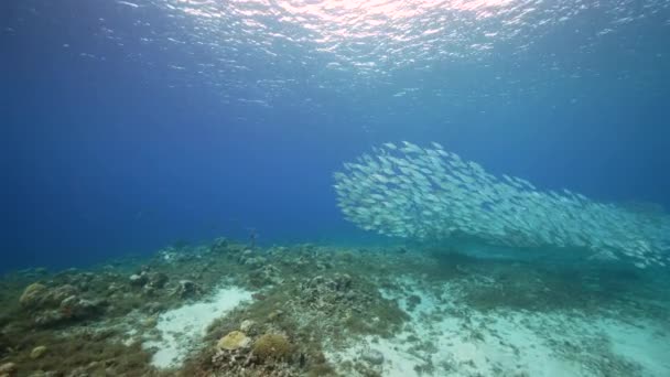 Paisaje Marino Con Bola Cebo Escuela Peces Arrecife Coral Del — Vídeo de stock