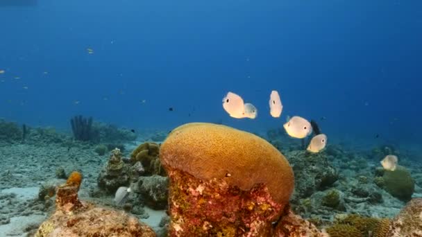 Paisaje Marino Con Butterflyfish Durante Desove Grooved Brain Coral Arrecife — Vídeos de Stock