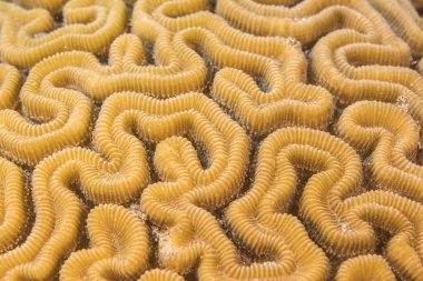 Yaklaş, Karayip Denizi resifinde mercan morfolojisi makrosu, Curacao