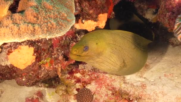 Θαλάσσιο Τοπίο Πράσινο Χέλι Moray Στον Κοραλλιογενή Ύφαλο Της Καραϊβικής — Αρχείο Βίντεο