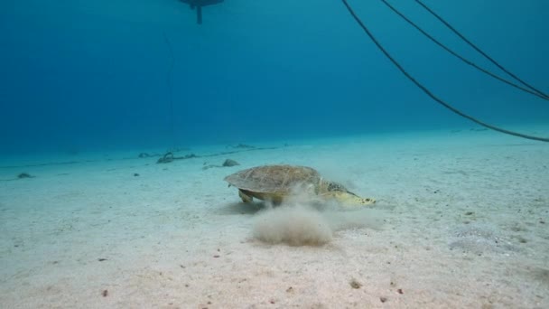 Przylądek Morski Żółwiem Zielonym Rafie Koralowej Morza Karaibskiego Curacao — Wideo stockowe