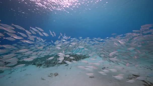 Zeegezicht Met Bait Ball School Fish Het Koraalrif Van Caribische — Stockvideo