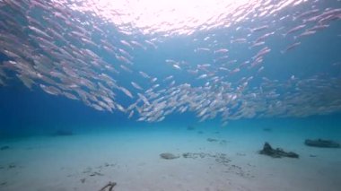 Yem Toplu Deniz Burnu, Karayip Denizi 'nin mercan kayalıklarında balık okulu, Curacao