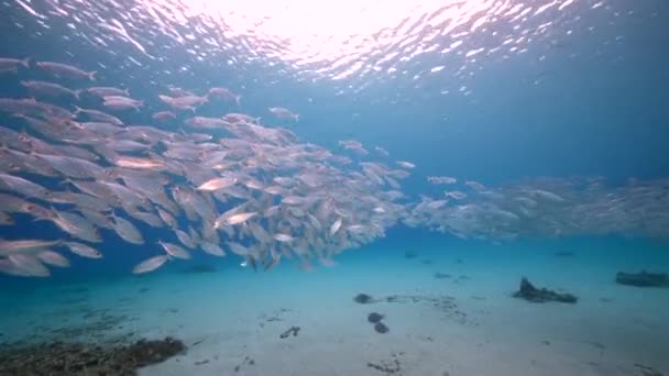 Yem Toplu Deniz Burnu Karayip Denizi Nin Mercan Kayalıklarında Balık — Stok video
