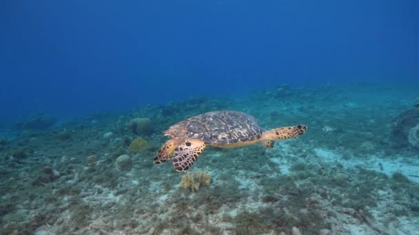 Havslandskap Med Hawksbill Sea Turtle Korallrevet Karibiska Havet Curacao — Stockvideo