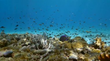4K 120 fps Slow Motion Seascape with various fish, coral, and sponge in the coral reef of the Caribbean Sea, Curacao