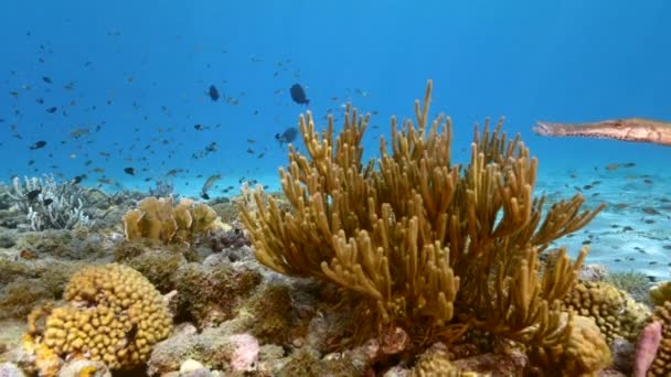 120 Fps Slow Motion Seascape Various Fish Coral Sponge Coral — Stockvideo
