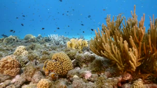 120 Fps Slow Motion Seascape Various Fish Coral Sponge Coral — Stockvideo