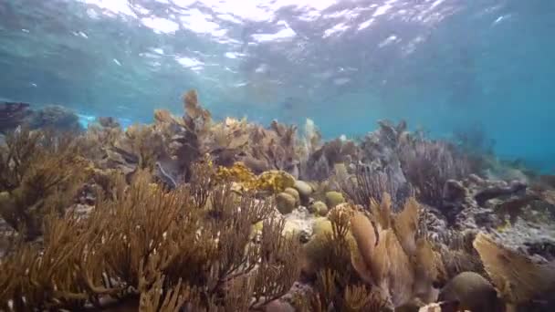 Paisaje Marino Con Varios Peces Coral Esponja Arrecife Coral Del — Vídeo de stock