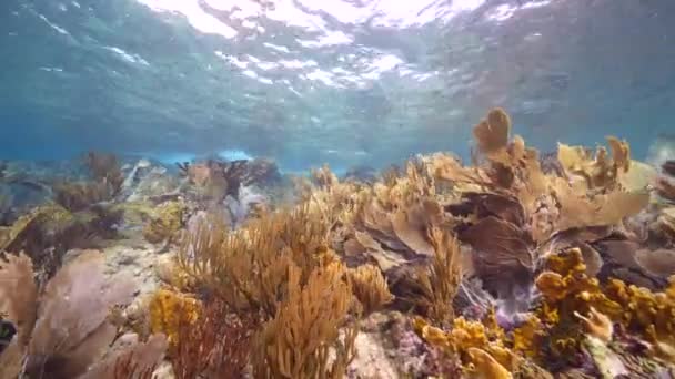 Коралових Рифах Карибського Моря Куракао Куракао Водиться Багато Риби Коралів — стокове відео