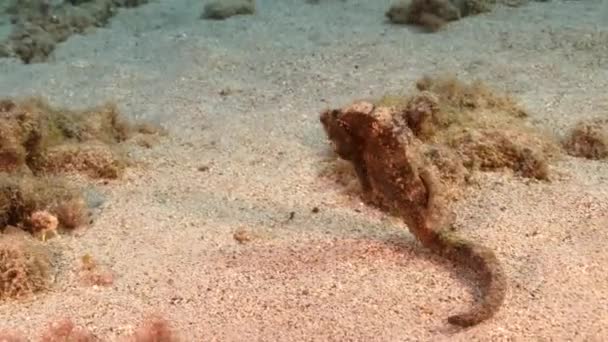 Θαλάσσιο Τοπίο Ιππόκαμπο Στο Αμμώδες Έδαφος Της Καραϊβικής Θάλασσας Κουρασάο — Αρχείο Βίντεο