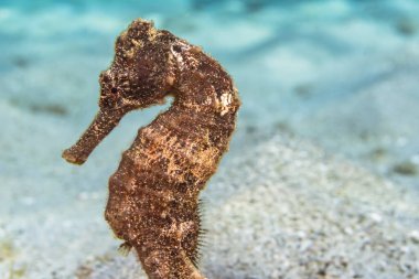 Close up, macro of Seahorse in the reef of the Caribbean Sea, Curacao