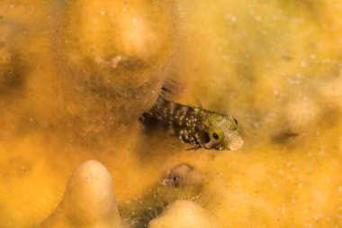 Yaklaş, Karayip Denizi resifindeki Blenny balığı makrosu, Curacao