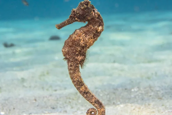 Close Macro Seahorse Reef Caribbean Sea Curacao — стоковое фото